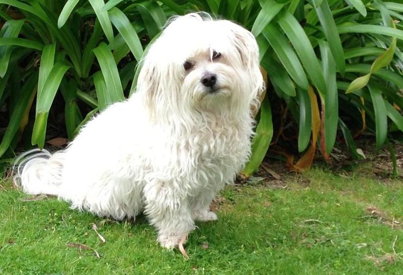 פנסיון Llewellin S Guest House