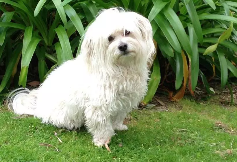 پانسیون Llewellin S Guest House