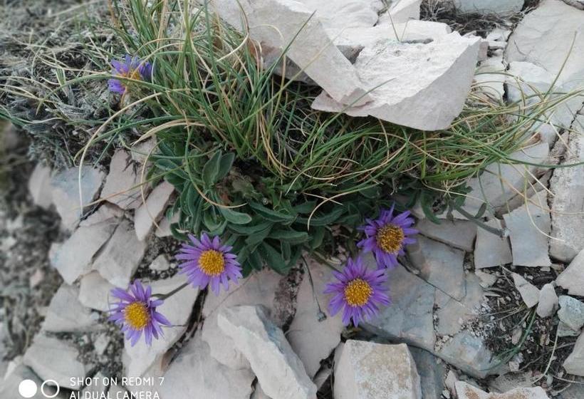 בית מלון כפרי Agriturismo Bellebuono