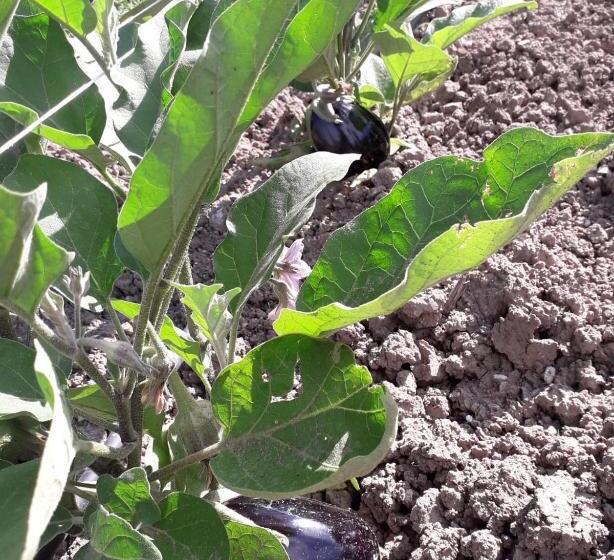 B&b Terre Di Paestum