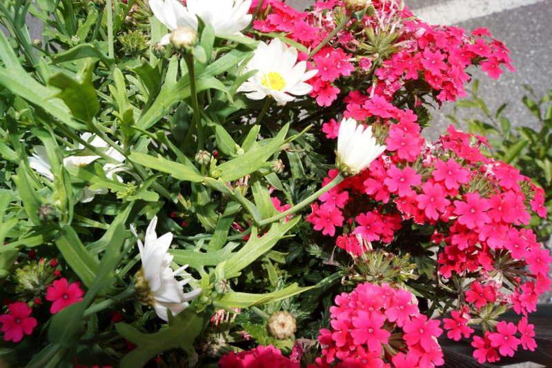 ベッドアンドブレックファースト Apartpension Schollberg