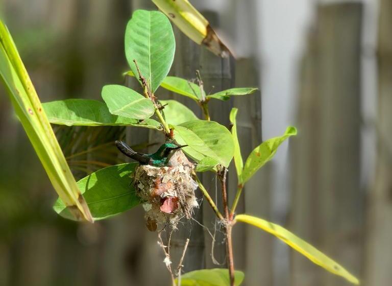 تختخواب و صبحانه Tala Lodge Bonaire