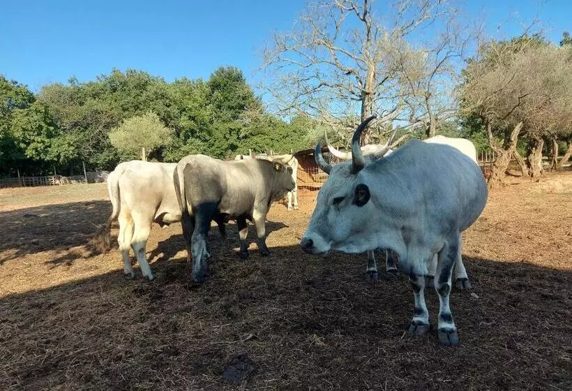 ペンション Ranch Radin
