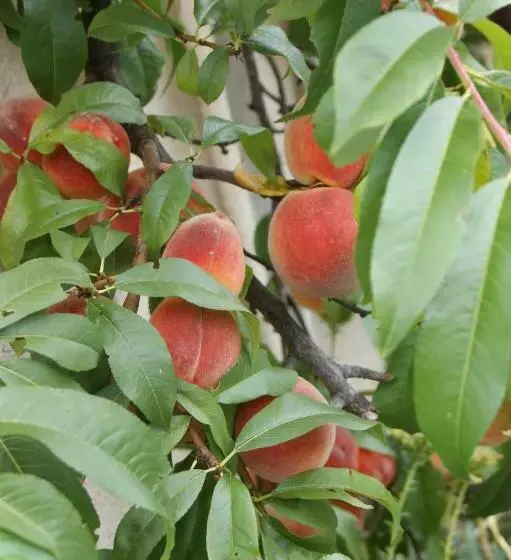 Ferienwohnung Und B&b Chasa Janett