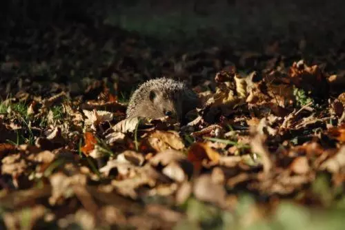 ホテル Saint Martin