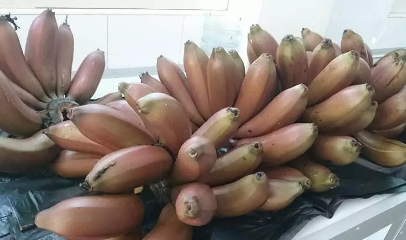 ペンション Villa Butterfly