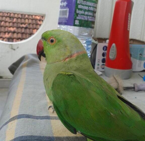 פנסיון Villa Butterfly