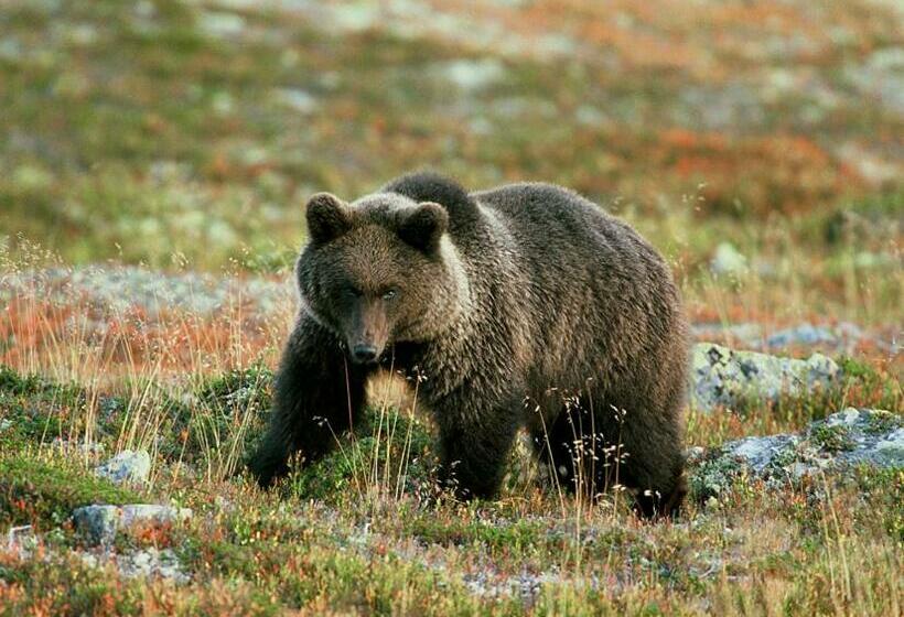 Sonfjällsgårdens Wärdshus & Hotell