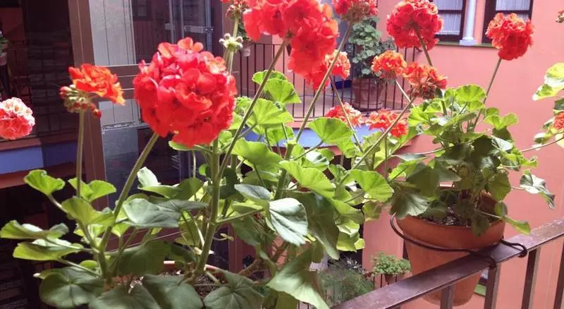 هتل Patio De La Alameda