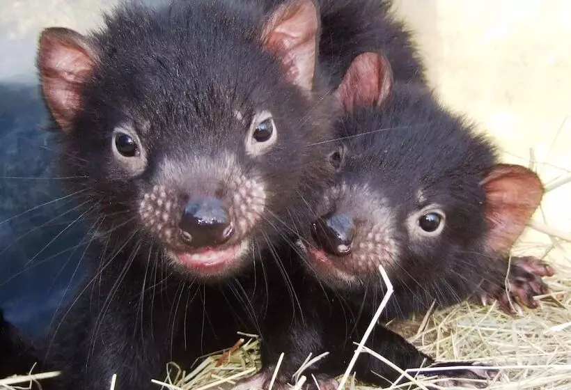 Отель Peppers Cradle Mountain Lodge