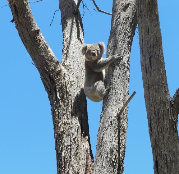 Отель Glenfield Cottage