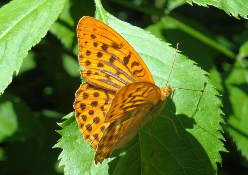 膳宿费 Gästehaus Daurer