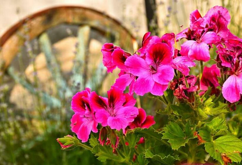 Pensjonat Guesthouse Argacho