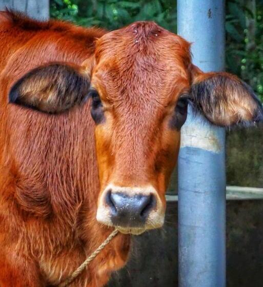 צימר Sri Mathie Historic Estate