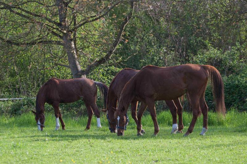 בית מלון כפרי Fewo Oberle