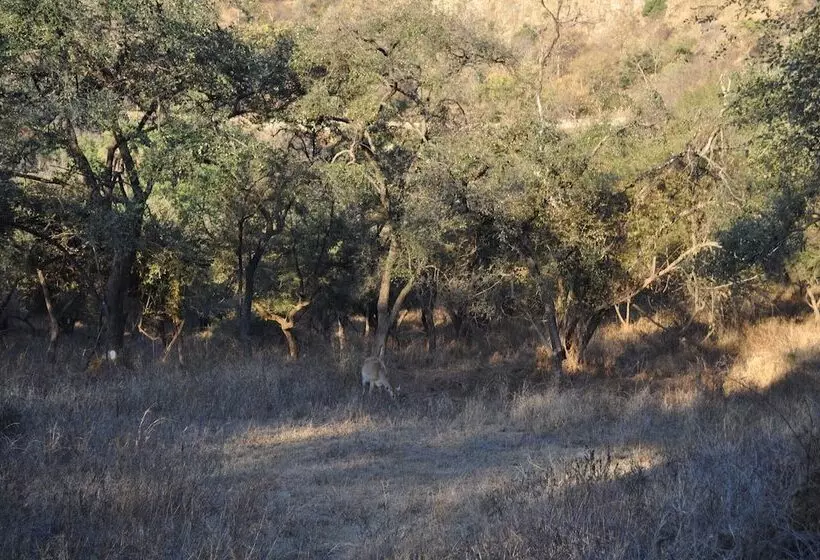 ホテル Sariska Manor Luxury Cottages Tehla