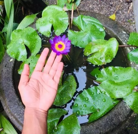 Majatalo New Toropi Homestay