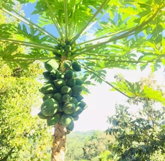 Majatalo New Toropi Homestay