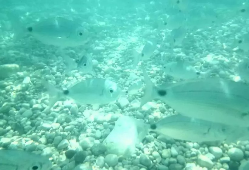 Aamiaismajoitus (B&B) Sole Mare Sale