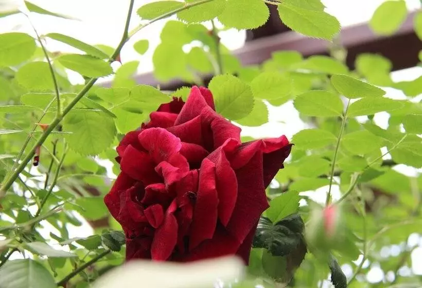 Maaseutuhotelli Tzionis Holidays Stonehouse