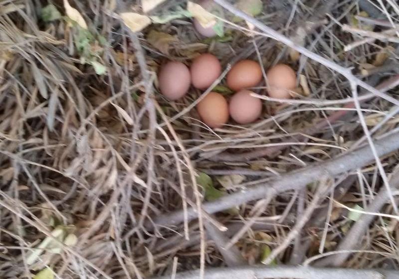 بنسيون George's Villa