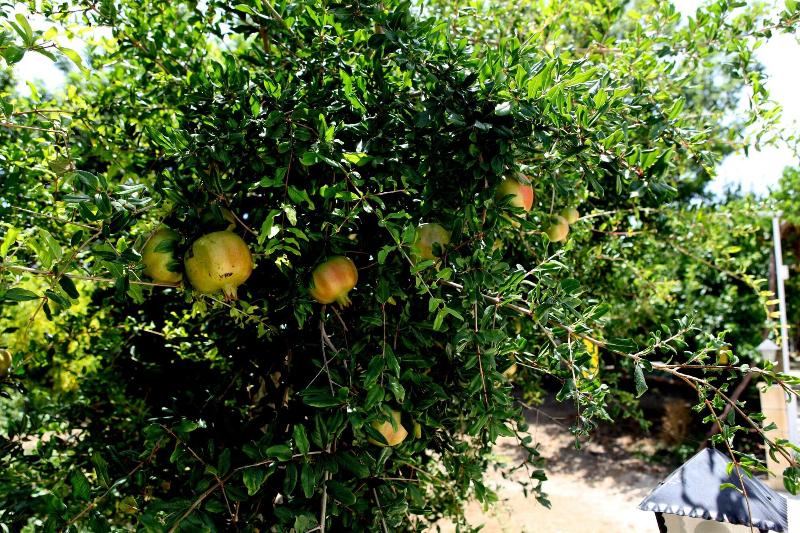 بنسيون George's Villa