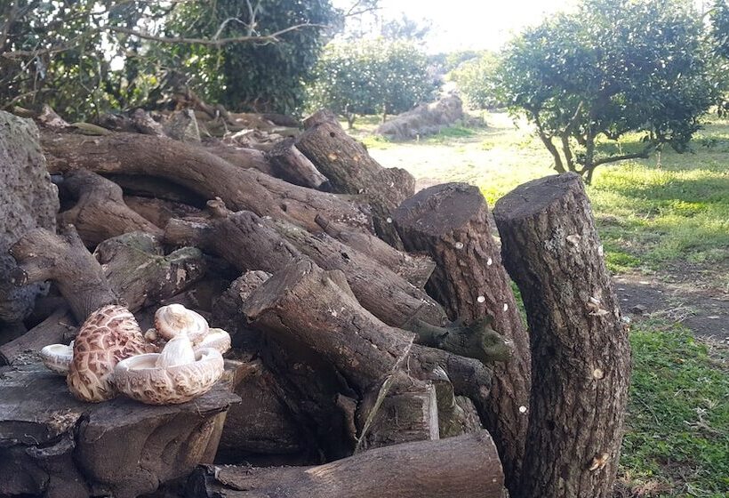 ホテル Jejumermuri