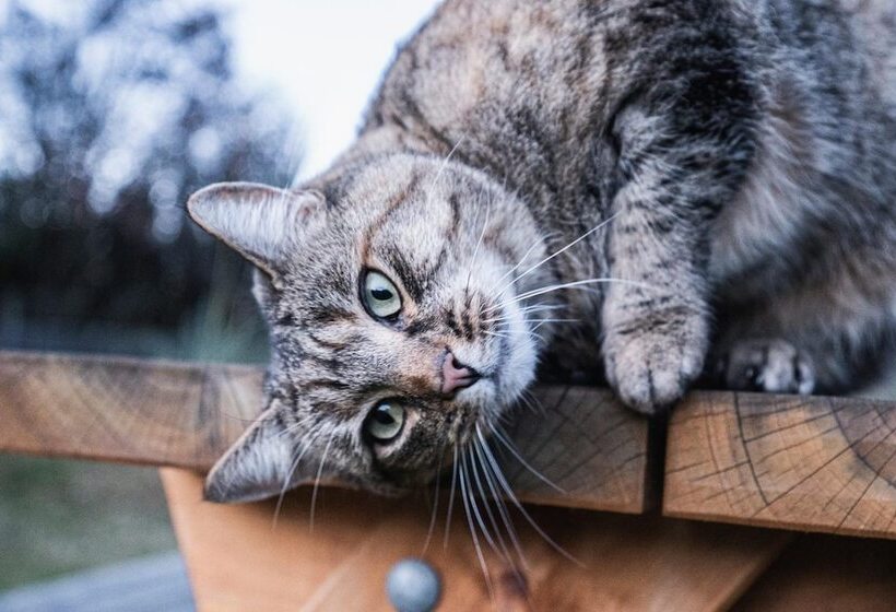 בית מלון כפרי Oasis Yurt Lodge