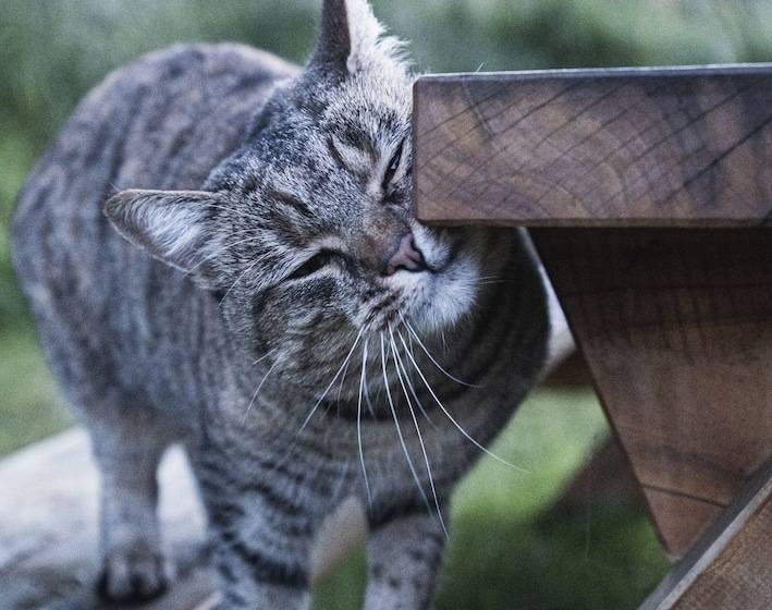 酒店 Oasis Yurt Lodge