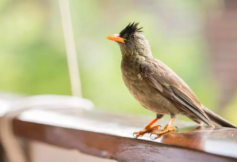 هتل Acajou Beach Resort