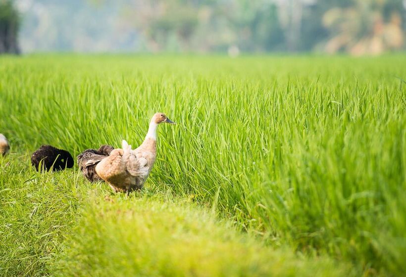 Hotel Tanah Gajah, A Resort By Hadiprana