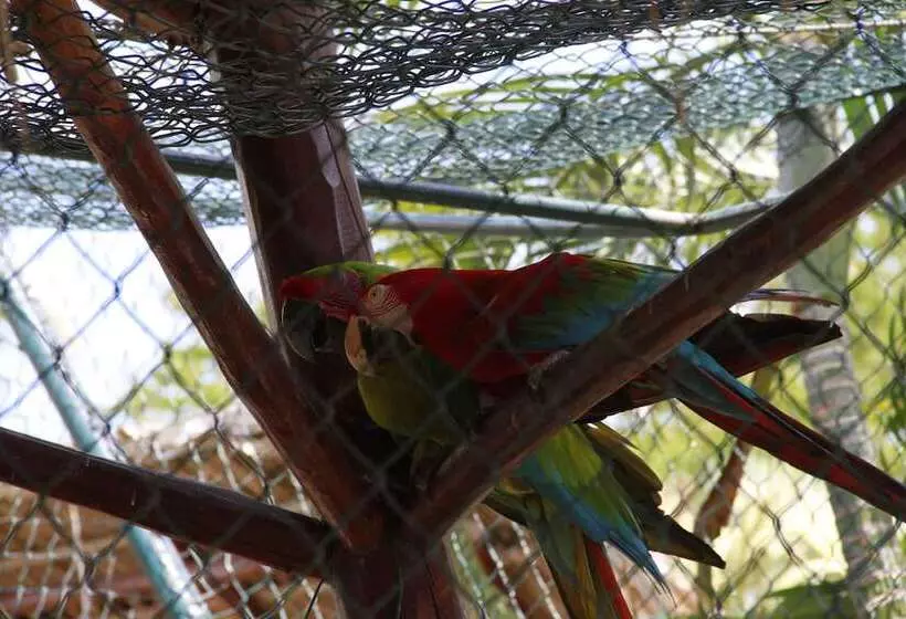 Playa Blanca Beach Resort   All Inclusive