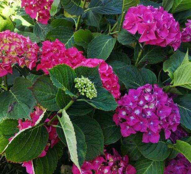 Bed and Breakfast Le Domaine De Coat Rogan La Chambre Romantique