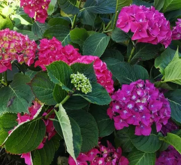 Aamiaismajoitus (B&B) Le Domaine De Coat Rogan La Chambre Romantique