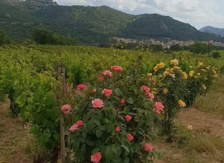 هتل Agriturismo Vermentino