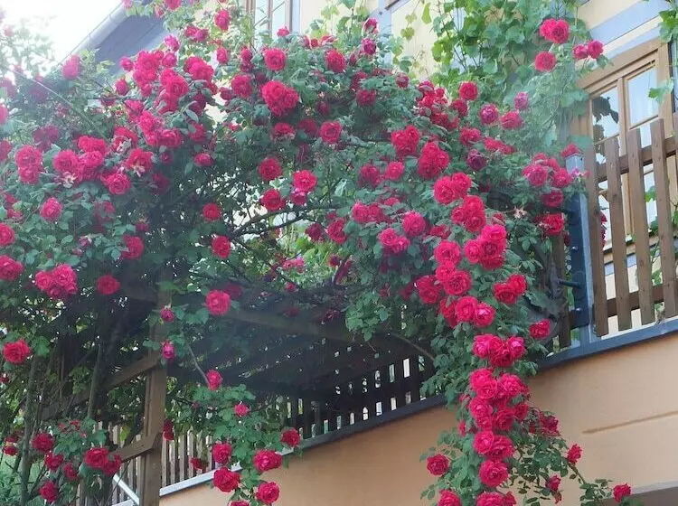 Hotelli In Der Alten Weinstube