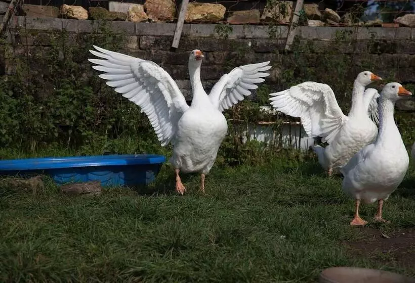 Inviting 2 Bed Cottage In Newcastle Emlyn
