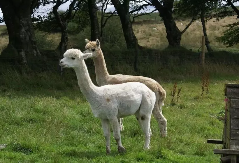 Inviting 2 Bed Cottage In Newcastle Emlyn