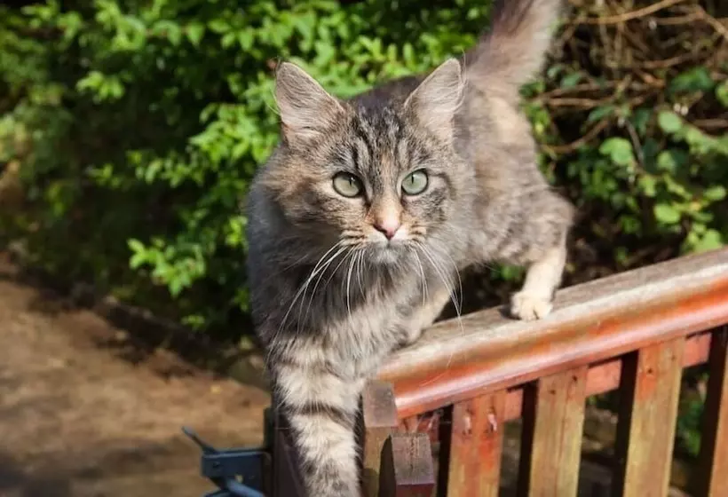 Inviting 2 Bed Cottage In Newcastle Emlyn