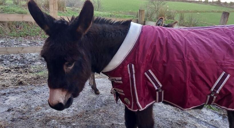Inviting 2 Bed Cottage In Newcastle Emlyn
