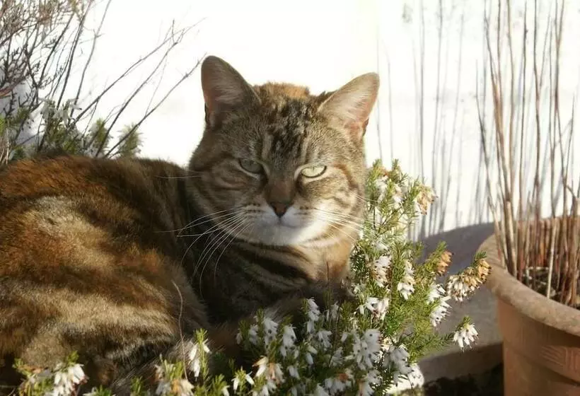 Inviting 2 Bed Cottage In Newcastle Emlyn