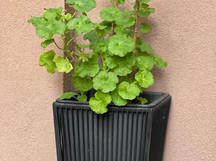 پانسیون Villa Zaad