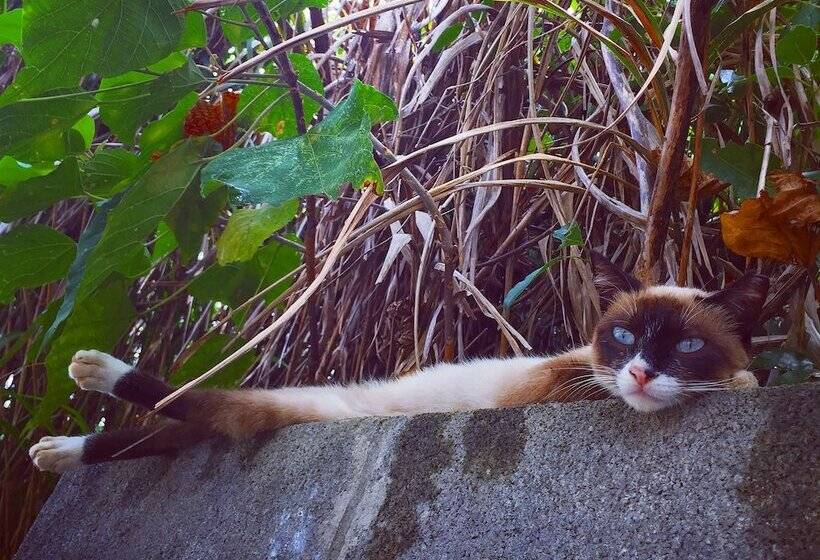 Okinawa Starry Forest Cottage
