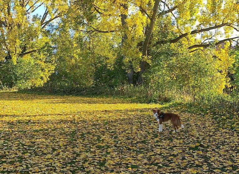 ホテル The Albert