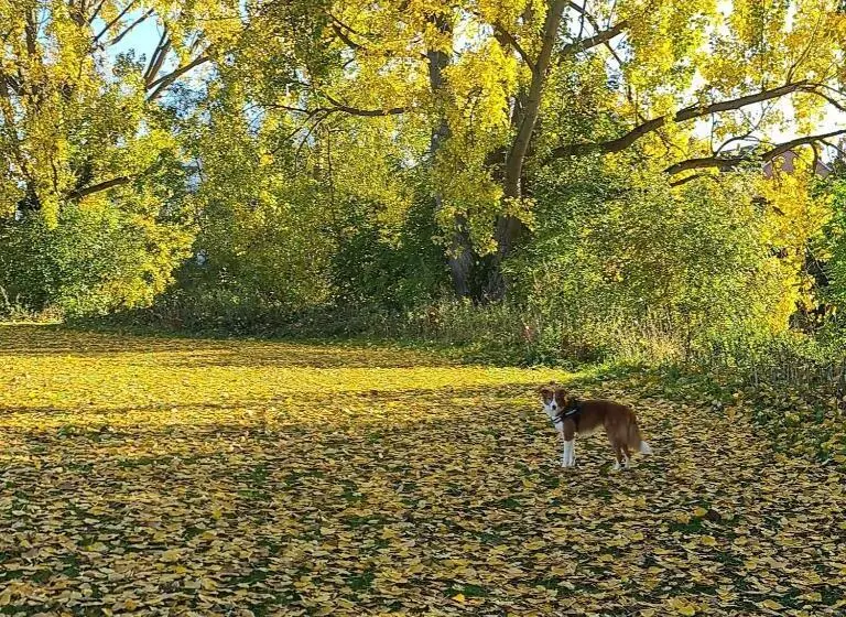 ホテル The Albert