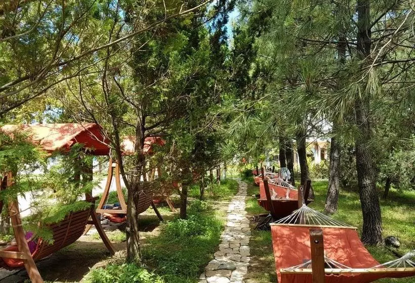 Dreamland Oasis 7 Chakvi