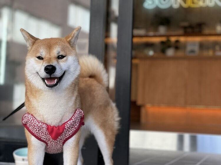 Ryokan Guesthouse Sunline Beppu