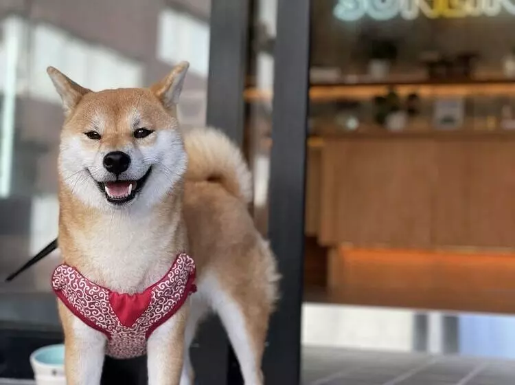 Рёкан Guesthouse Sunline Beppu