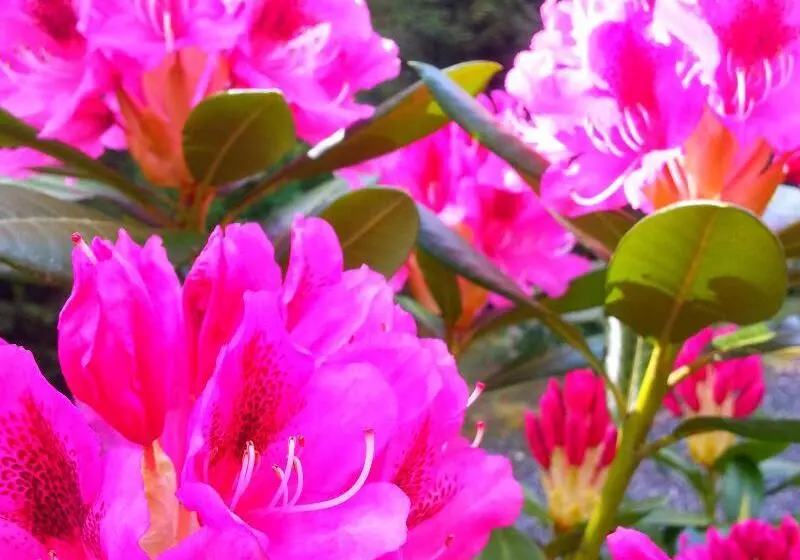 酒店 Holiday Inn Express And Suites Surrey, An Ihg