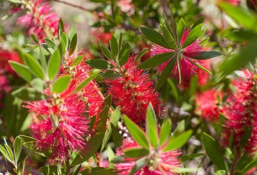 酒店 Banksia Tourist Park